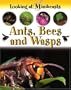 Ants, Bees and Wasps (Looking at Minibeasts)