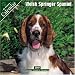 Welsh Springer Spaniel 2007 Wall Calendar