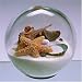 Sand & Shell Sandglobe Paperweight 4-inch White Sand