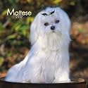 Maltese 2007 Calendar