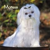 Maltese 2007 Calendar