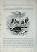 CASSELL'S BIRDS c1870 RICE BIRD PADDA ORYZIVORA NATURE