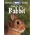 Care for Your Rabbit (RSPCA Pet Guides)