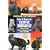 Exotic Shorthair Cat (Popular Cat Library)