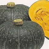 Squash Japanese Pumpkin Delica Ebisu Seeds