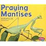 Praying Mantises (Pebble Plus: Bugs, Bugs, Bugs)