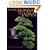 Classic Bonsai of Japan