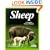 Sheep (Complete Pet Owner's Manual)