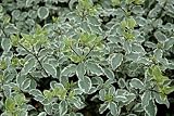 Review Longacres  / Pittosporum tenuifolium Variegatum 3L