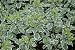 Pittosporum tenuifolium Variegatum 5L