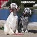 English Setter 2009 Wall Calendar