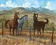 3 Appaloosa Sorrel and Paint Horse Art Prints/Pictures