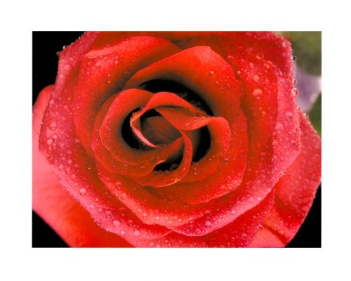 Red Rose Flower Rain Drop Wall Decor Contemporary Picture Art Print