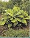 Gold Standard Hosta