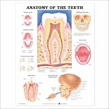 Anatomy of the Teeth Anatomical Chart 20