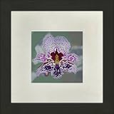 Susho, King Silk Art Handmade Silk Embroidery - Pink and Purple Orchid - White Mat Framed Regular Size 16011WF