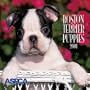 Boston Terrier Puppies 2001 Calendar