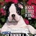Boston Terrier Puppies 2001 Calendar