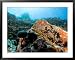 Colorful Underwater Scene, Fatu Hiva Island, French Polynesia Framed Art Poster Print by Tim Laman, 39x31