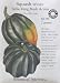 "Table King Bush Acorn" Winter Squash Certified Organic Seeds