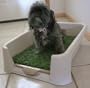 Pee Wee Dog Potty Medium