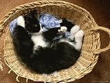 A Black-And-White Domestic Short-Hair Kitten Sleeps in His Basket National Geographic Collection Photographic Poster Print by Brian Gordon Green, 40x30