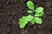 Young Plant - 24