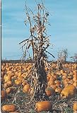 Frameable Art Card for Thanksgiving - Cornstalks on Pumpkin Patch