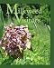 Milkweed Visitors