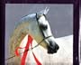 The Majestic World of Arabian Horses (Times Mirror books)