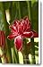 Red Ginger Lily Canvas Print / Canvas Art - Artist Heiko Koehrer-Wagner