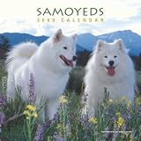 Samoyeds 2009 Wall Calendar