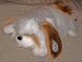   - Old English Sheepdog 22