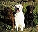 For the Love of Labrador Retrievers Deluxe 2005 Wall Calendar