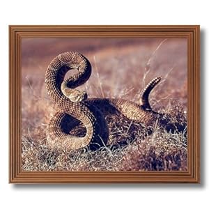 Rattlesnake In Grass Striking Reptile Animal Wildlife Wall Picture Oak Framed Art Print