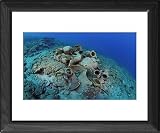 Framed Prints of Etruscan Amphora in a protected archaeological area on the sea bed in Antalya from Ardea Wildlife Pets