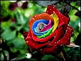 Mystic Rainbow Rose Bush Flower Seeds 10 Stratisfied Seeds