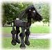   - Black Poodle 16
