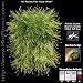 TRENDY Green Furry iPod Case (fits 3rd & 4th Gen, U2 & Photo iPods) - THE LATEST HOT TREND IN iPod Cases!