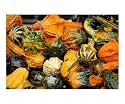 Glossy Gourds Botanical Photographic Poster Print by Carmen Mandel-Cesareo, 24x20