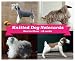 Best in Show Knitted Dog Boxed Notecards