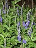 Eigenschaften Dachstauden  / Veronica spicata - Ähren-Ehrenpreis