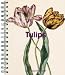 Book The Tulips Diary