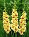 5 'Jester' Gladiolus Flower Bulbs, Perennial