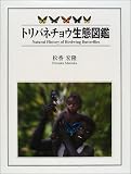 トリバネチョウ生態図鑑の画像