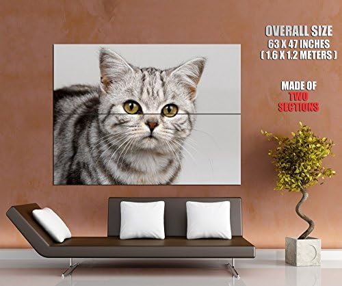 Cute Kitten Nice Cat Animal Print POSTER GIGANTIC SIZE 63x47 inches (160x120 cm) - made of 2 sections