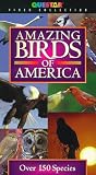 Amazing Birds of America