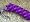 Purple/Pink