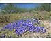 Photographic Prints of ASW-4519 Karoo Violet - forms carpets up to 1 metre in diameter from Ardea Wildlife Pets