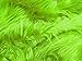 Solid Shaggy Faux/Fake Fur Fabric-Lime Green-Long Pile 60